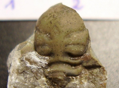 Jakiś trylobit z rodziny Acastidae . Długość okazu - 1 cm . Wiek - ? Data znalezienia : 2007 . Miejsce znalezienia : Ustronie Morskie . Okazy nr 95 , 97 i 98 pochodzą z jednej skały .