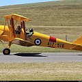 Tiger Moth