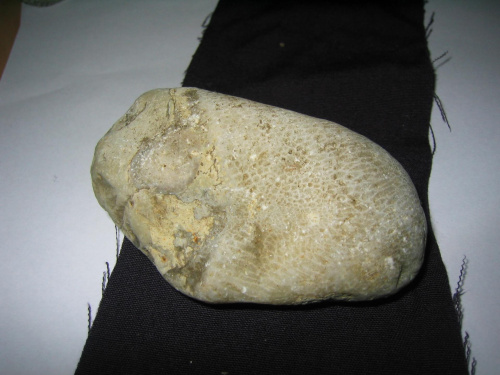 Koralowiec . Długość okazu - 6,7 cm . Wiek - ? Data znalezienia : 2003 .