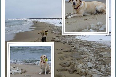 ...to co, że -10st. może jednak mogę do wody? #zima #labrador #Ness