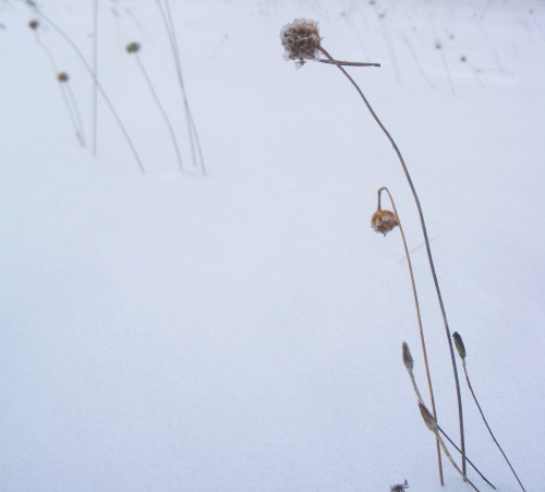 łąka zimą #zima #łąka