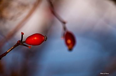 #DzikaRóża #śnieg #passiv #airking #róża