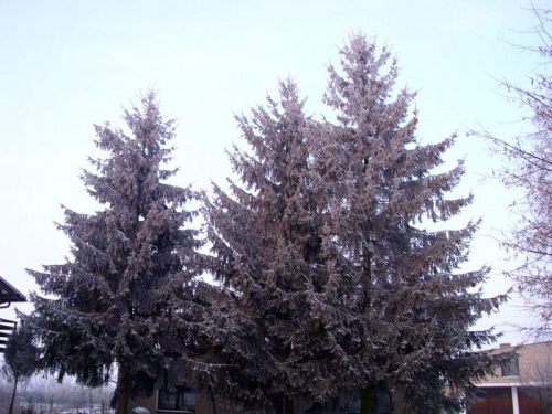 Świerki. #zima #Zima2009 #swierki #drzewa #natura #las #choinka #KowalewoOpactwo