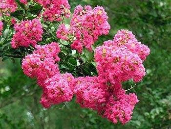 Lagerstroemia indica