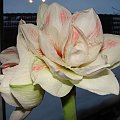 #hippeastrum