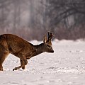 #Sarna #kozioł #zima #snieg #pole #zwierzę #zwierzęta #passiv #airking