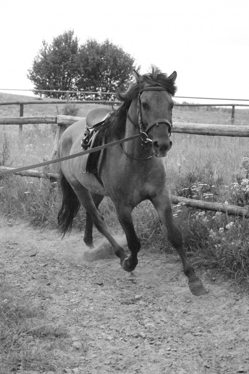 #koń #konie #wakacje #jeździectwo #słońce #sport