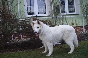 Biały owczarek szwajcarski PASCAL z Chaty Leona www.zchatyleona.republika.pl #BiałyOwczarekSzwajcarski #opole #siołkowice #kois #BiałyOwczarek #ZChatyLeona #bogacz #hrabia #awa #cygan #aventia