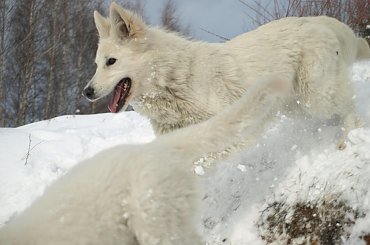 Biały owczarek szwajcarski AVENTIA Fortunatus www.zchatyleona.republika.pl #BiałyOwczarekSzwajcarski #opole #siołkowice #kois #BiałyOwczarek #ZChatyLeona #bogacz #hrabia #awa #cygan #aventia