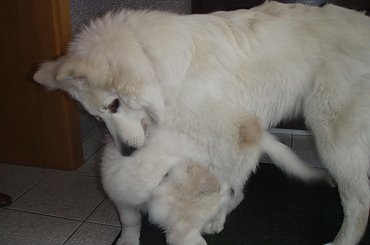 Biały owczarek szwajcarski PASCAL z Chaty Leona www.zchatyleona.republika.pl #BiałyOwczarekSzwajcarski #opole #siołkowice #kois #BiałyOwczarek #ZChatyLeona #bogacz #hrabia #awa #cygan #aventia