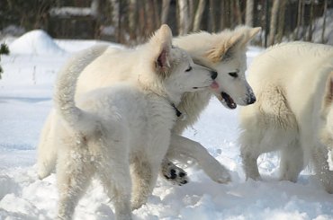 Biały owczarek szwajcarski HRABIA of White Finess www.zchatyleona.republika.pl #BiałyOwczarekSzwajcarski #opole #siołkowice #kois #BiałyOwczarek #ZChatyLeona #bogacz #hrabia #awa #cygan #aventia