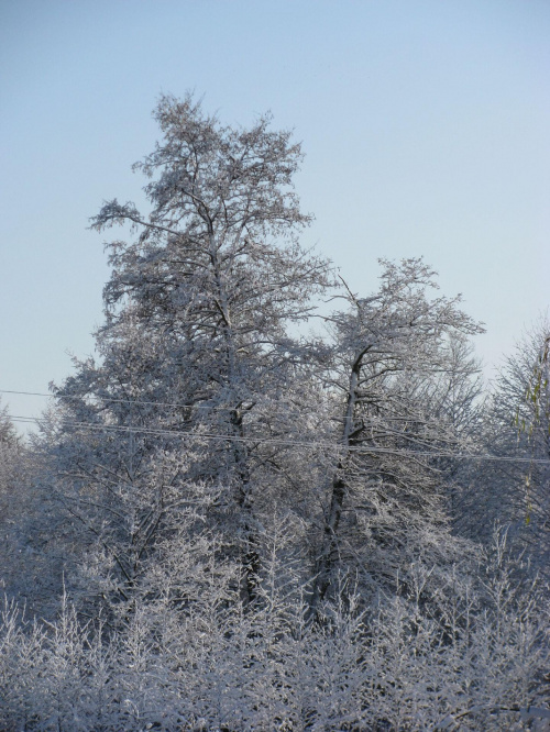 #zima #drzewa