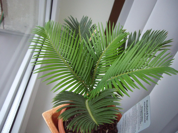 cycas