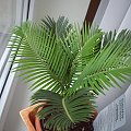 cycas