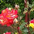 Róże które sama wychodowałam #róże #kwiaty #ogród
