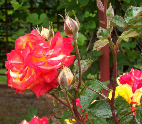 Róże które sama wychodowałam #róże #kwiaty #ogród