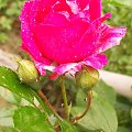W moim ogrodzie #kwiaty #ogród #róże