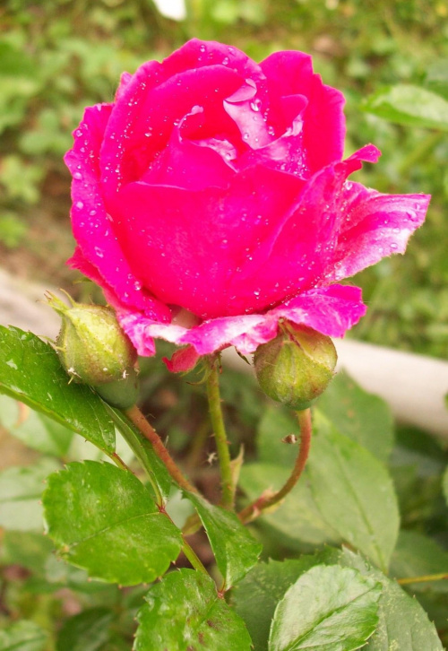 W moim ogrodzie #kwiaty #ogród #róże