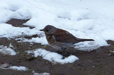 Kumpel Pyzdry #Warszawa #zima #śnieg #ParkSkaryszewski
