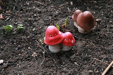 grzyby, grzybki #grzyby #grzybki