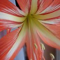 #hippeastrum #amarylis