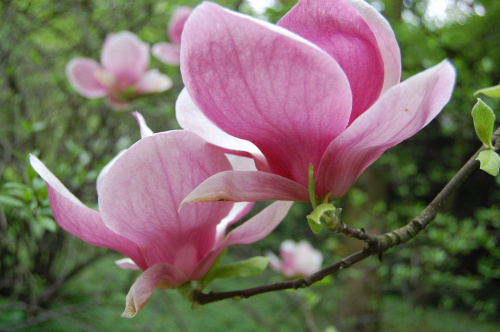 magnolia w ogrodzie bot.Kraków