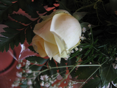 #Kwiat #roślina #róża