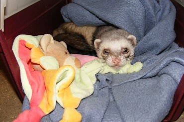 #fretka #Error #Plastuś