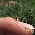 Pszczoły samotnice #pszczoła