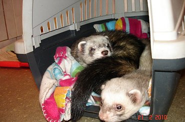 #fretka #fretki #DomTymczasowy #Error #Plastuś