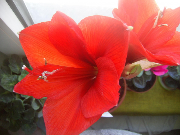 hippeastrum 6.03.10