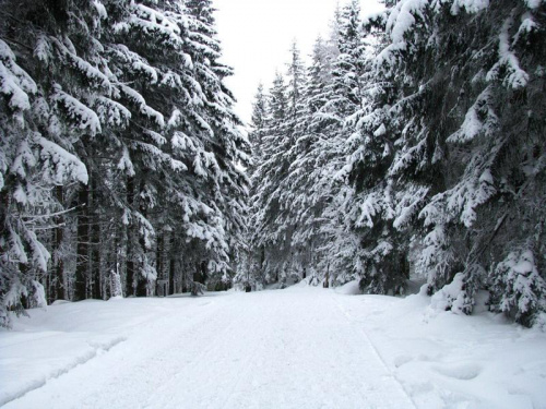 Baśniowa Kraina #Karkonosze #góry #zima #śnieg #Szrenica #las