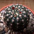 Notocactus uebelmannianus