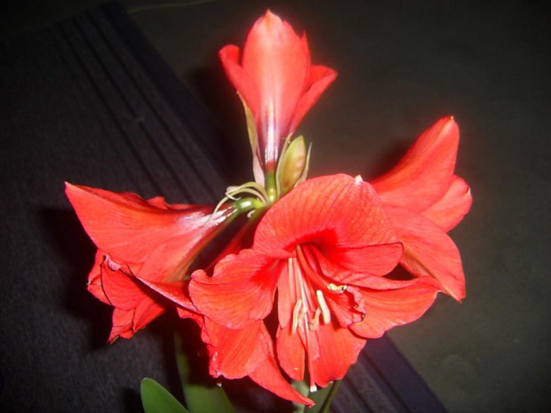 hippeastrum , powinno być czerwone 18.03.10