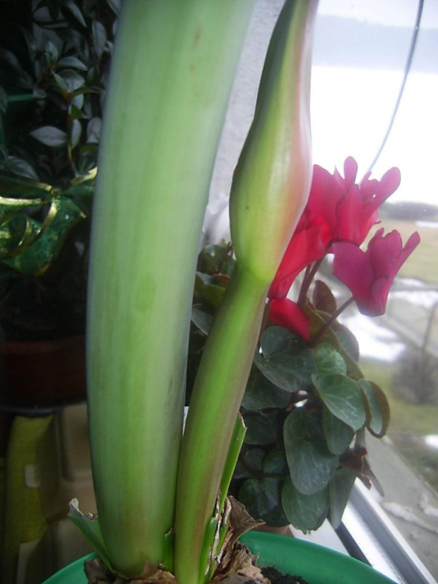 hippeastrum 18.03.10