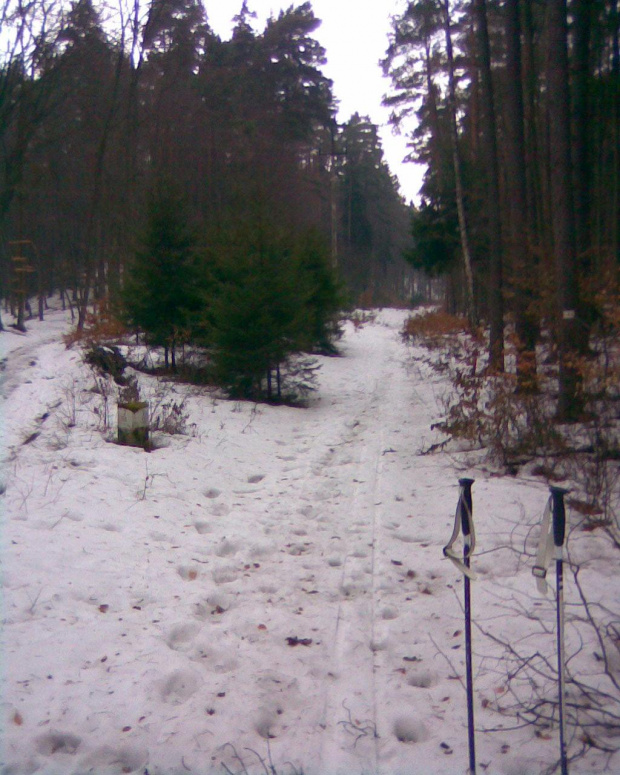 rejon Gołębiewa, biegówki 23.03.2010, ostatni śnieg #Gołębiewo #Gdańsk #przedwiośnie #TrójmiejskiParkKrajobrazowy #LasySopockie #zima #biegówki