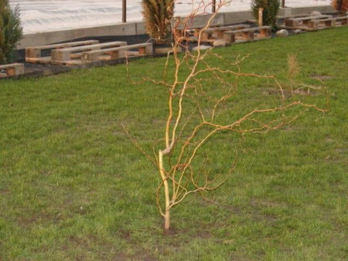 Jedna z dwóch wierzb, która od dziś rośnie w naszym ogródku (30 marca 2010)