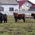 Szkockie krówki, są bardzo ładne i wyglądają jak puchate maskotki.