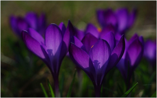 Krokusy... #Krokusy #makro #wiosna #kwiaty