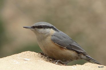 Kowalik na desce. #kowalik