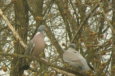 Synogarlice. #Ptaki #synogarlice #Radom #ZespółSzkółEkonomicznych