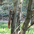#wiewiórka #wiewiórki #przyroda #las