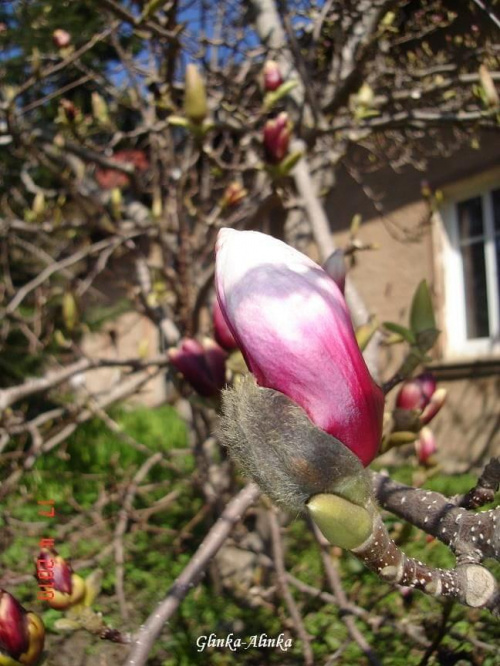 magnolia ......