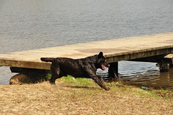 Spotkanie labradorow marianowo/stargard/szczecin