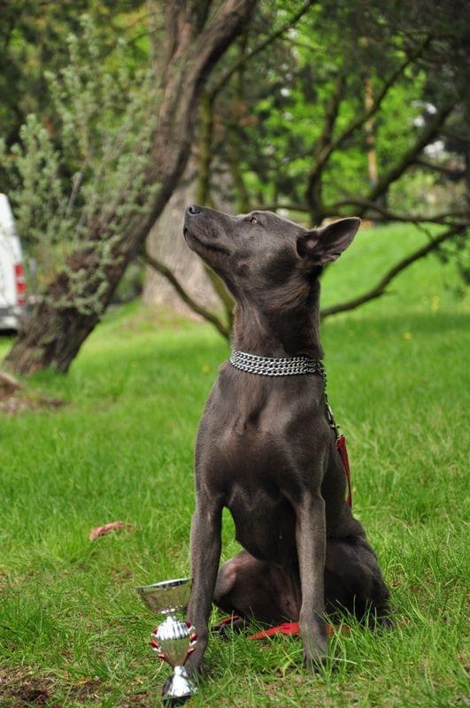 #CatanaThairkruThaiRidgebackDog