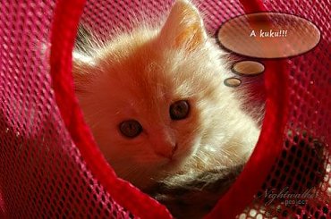 #KociętaMaineCoon #KotyMaineCoon #HodowlaMaineCoon #KotyRasowe #DomoweKotyRasowe #KotkiMaineCoon #SprzedażMaineCoon