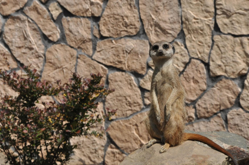 #przyroda #zwierzęta #zoo