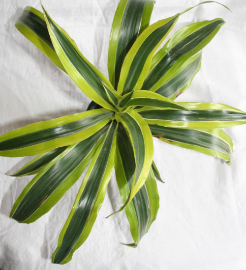 Dracena