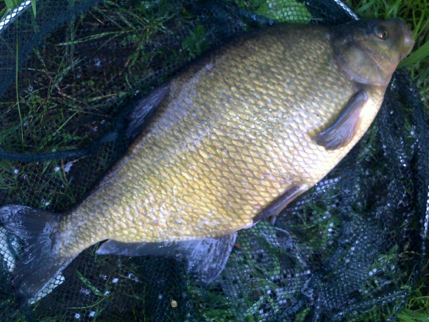 bream
