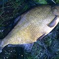 bream